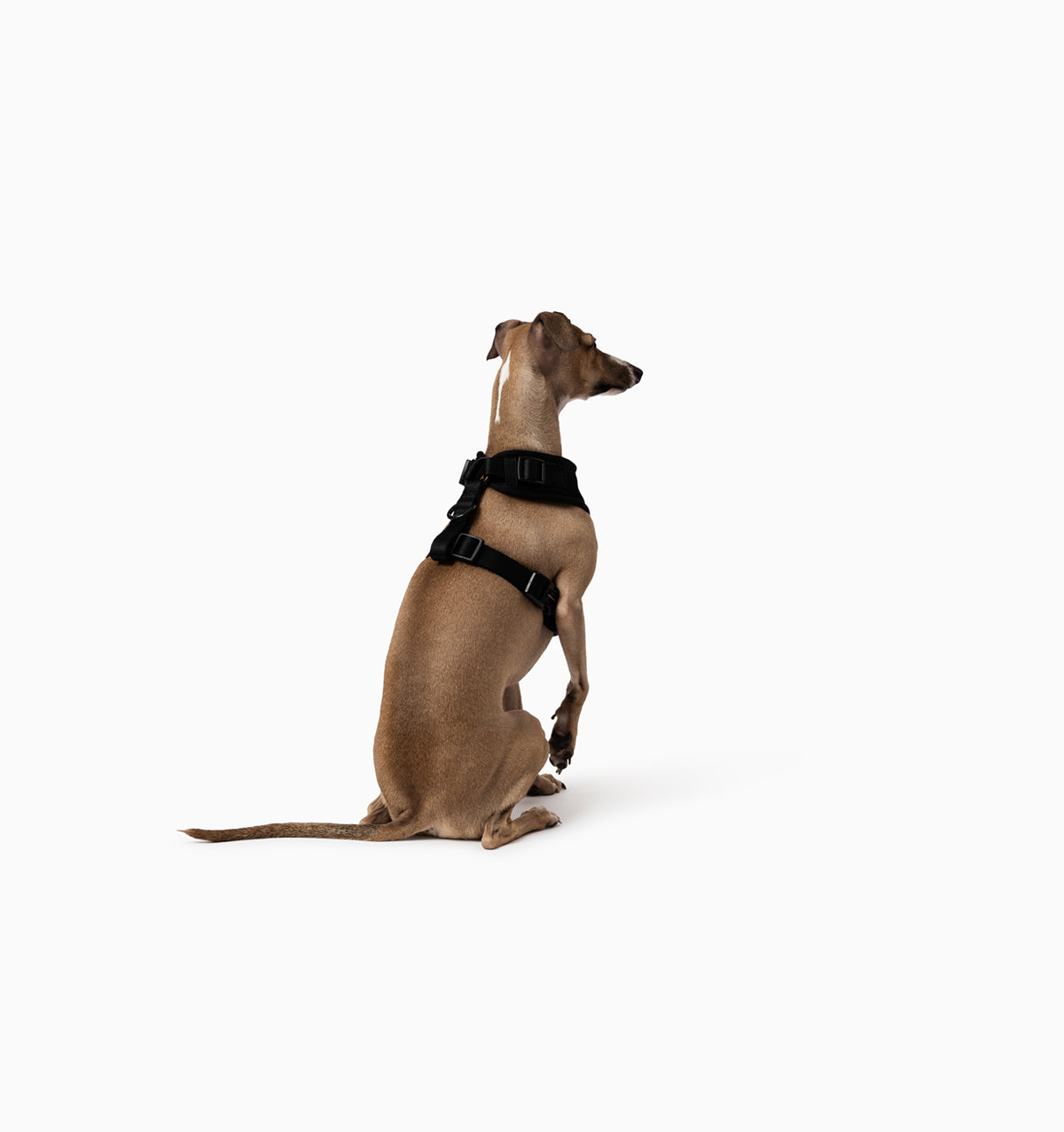 Black Dog Harness