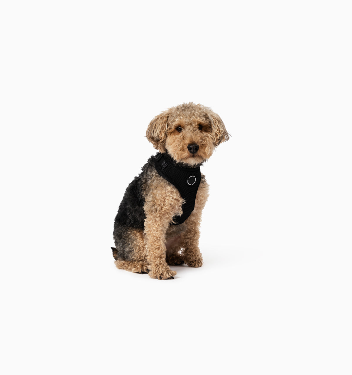 Black Dog Harness