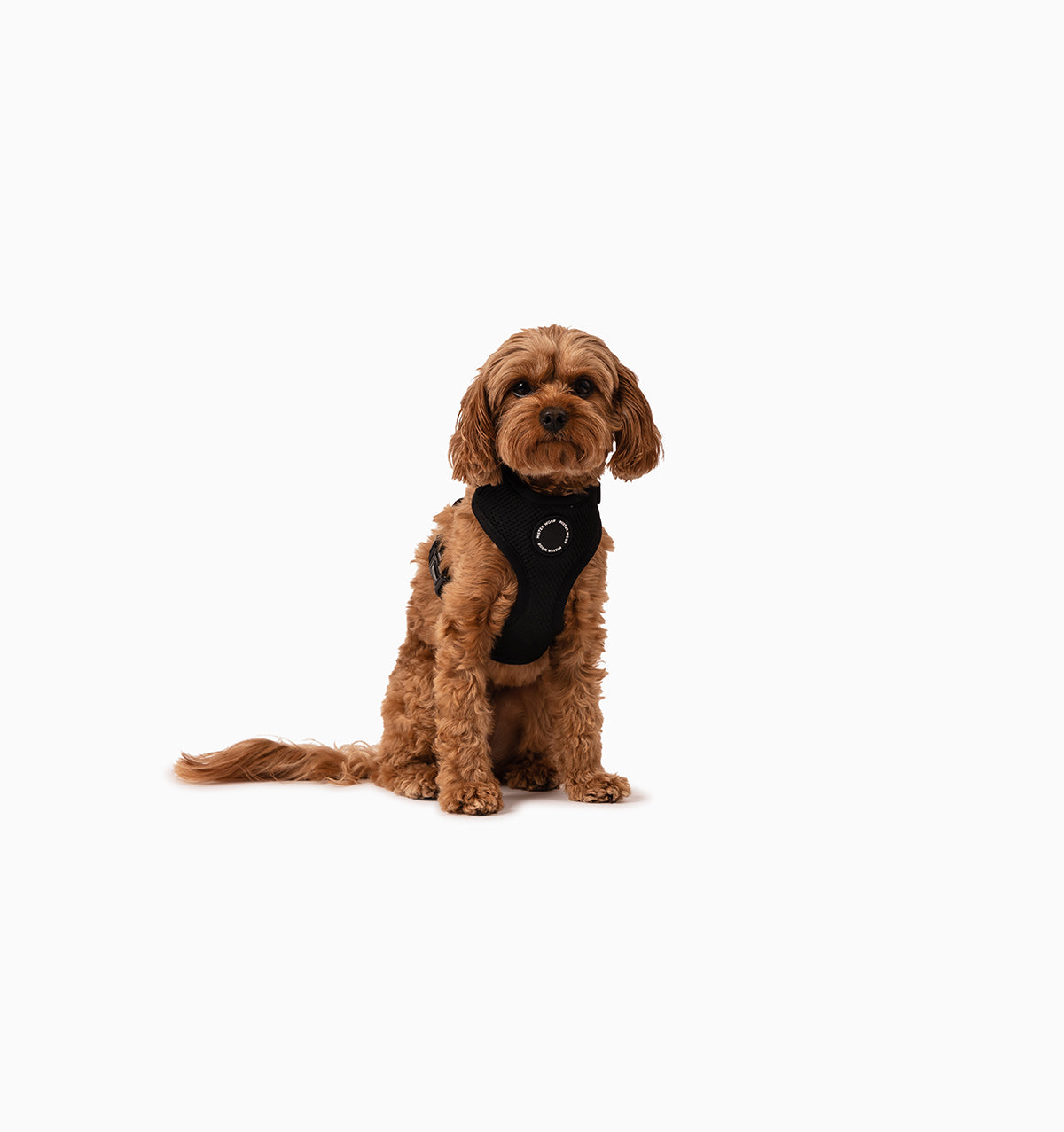 Black Dog Harness