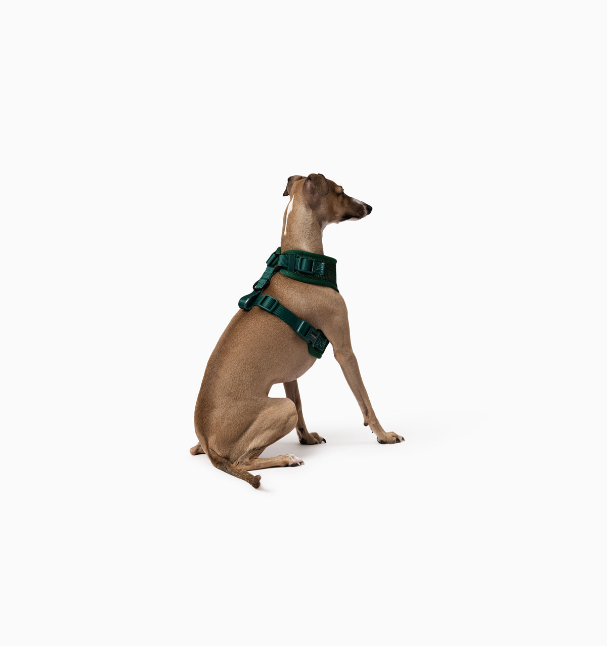 Deep Green Dog Harness