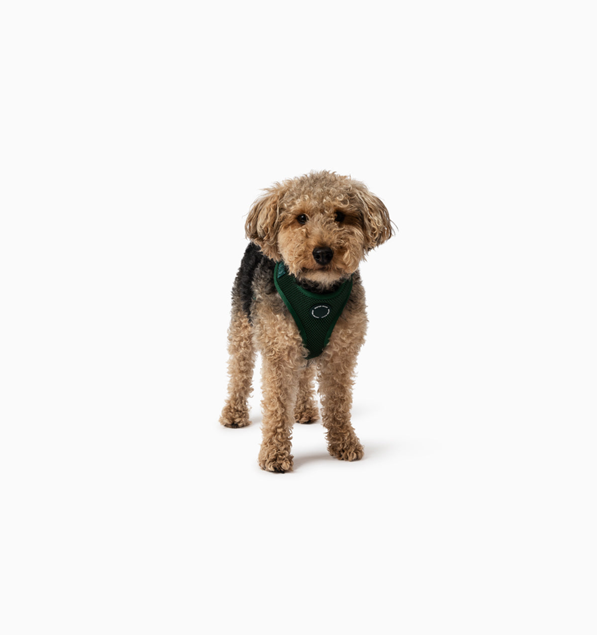 Deep Green Dog Harness