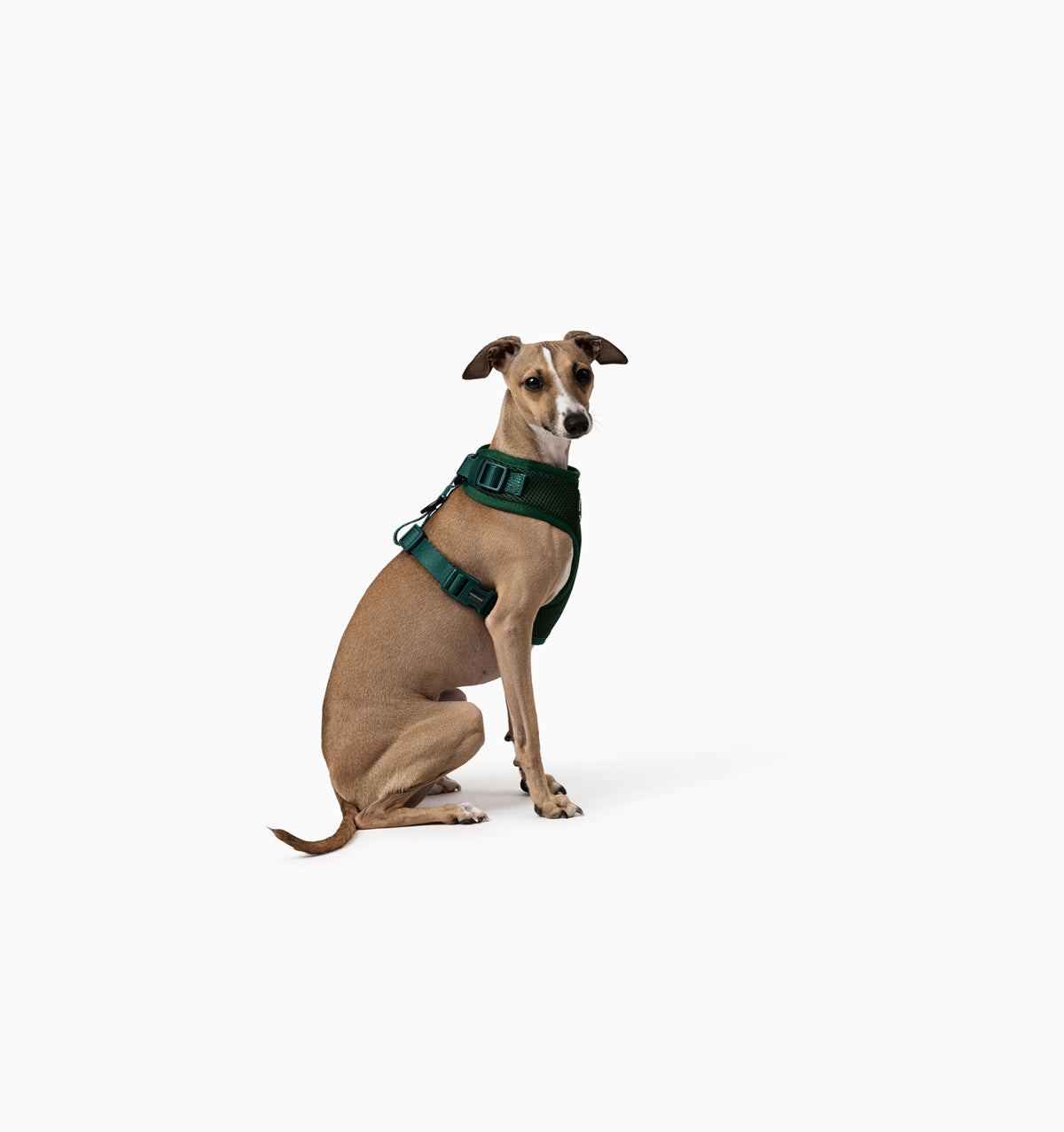 Deep Green Dog Harness