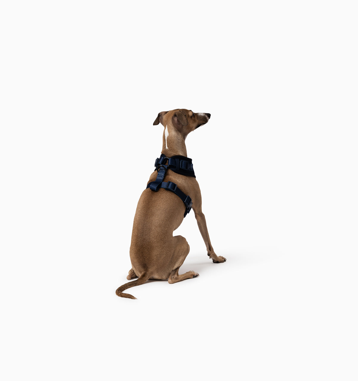 Navy Dog Harness