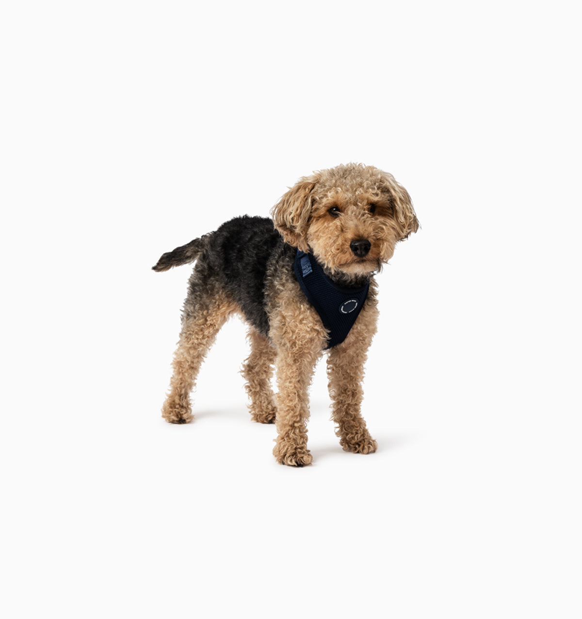 Navy Dog Harness