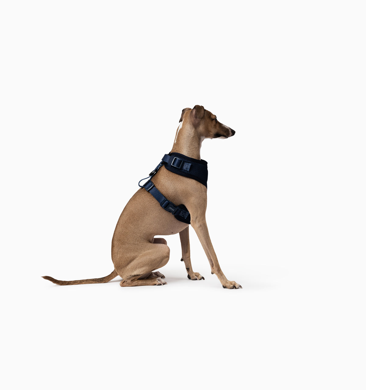 Navy Dog Harness