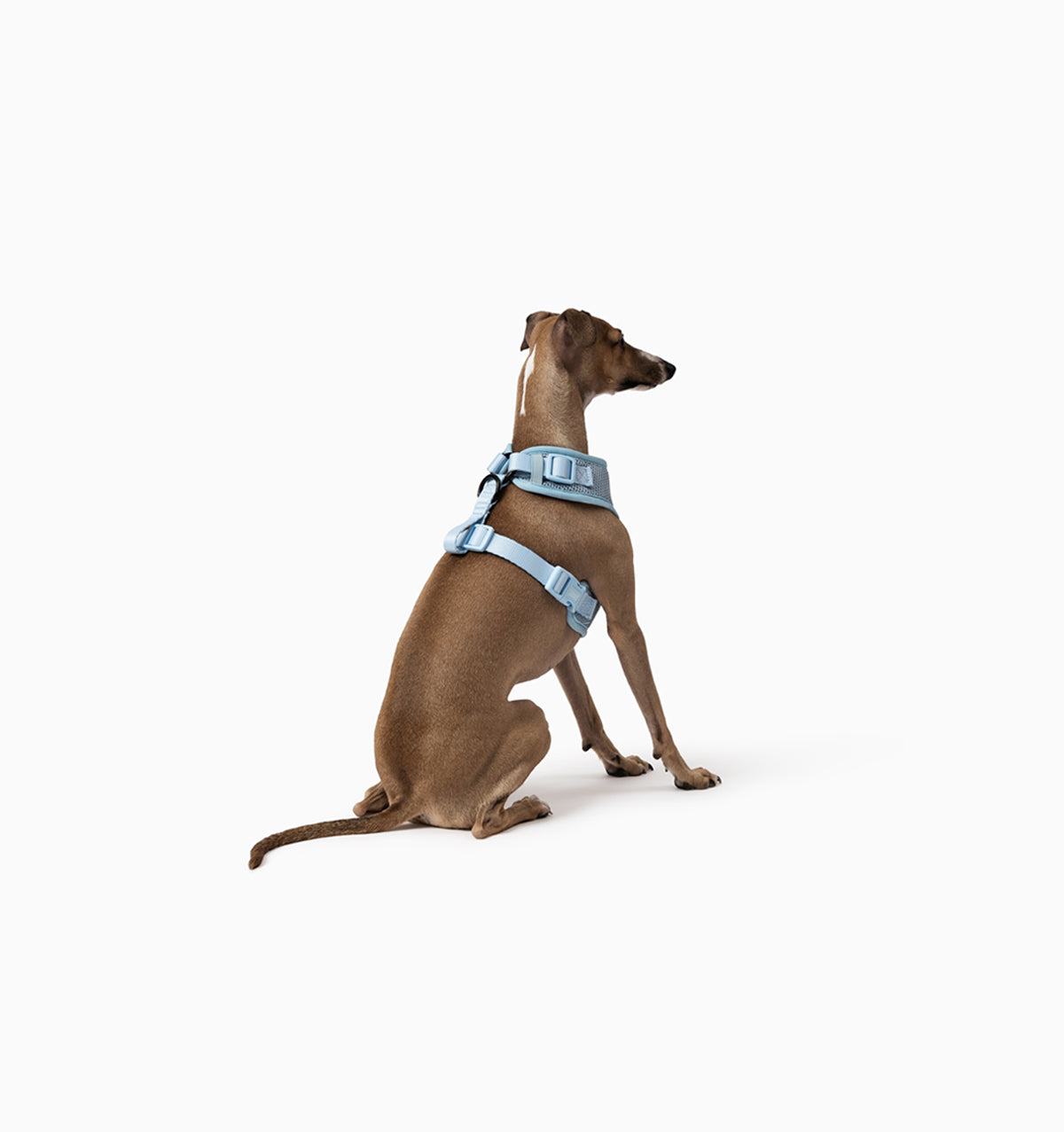 Pale Blue Dog Harness