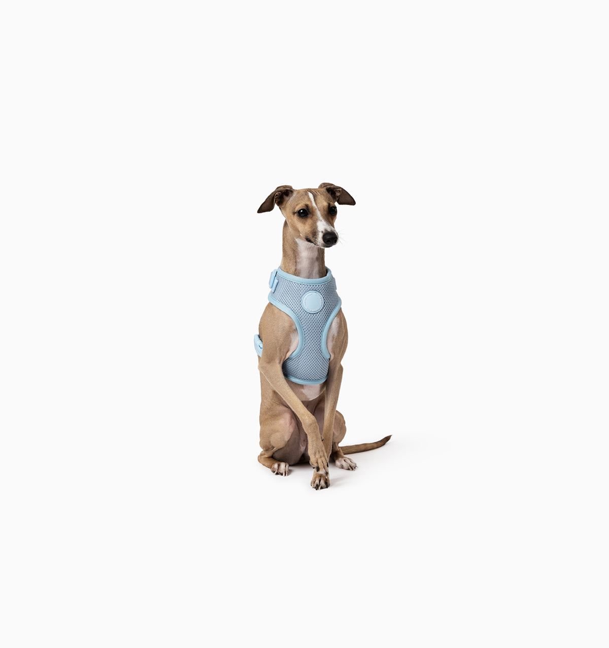 Pale Blue Dog Harness