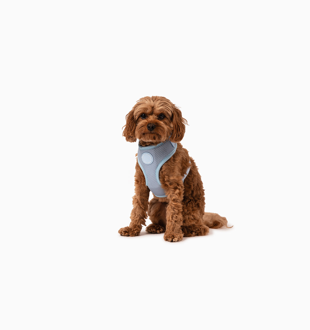 Pale Blue Dog Harness