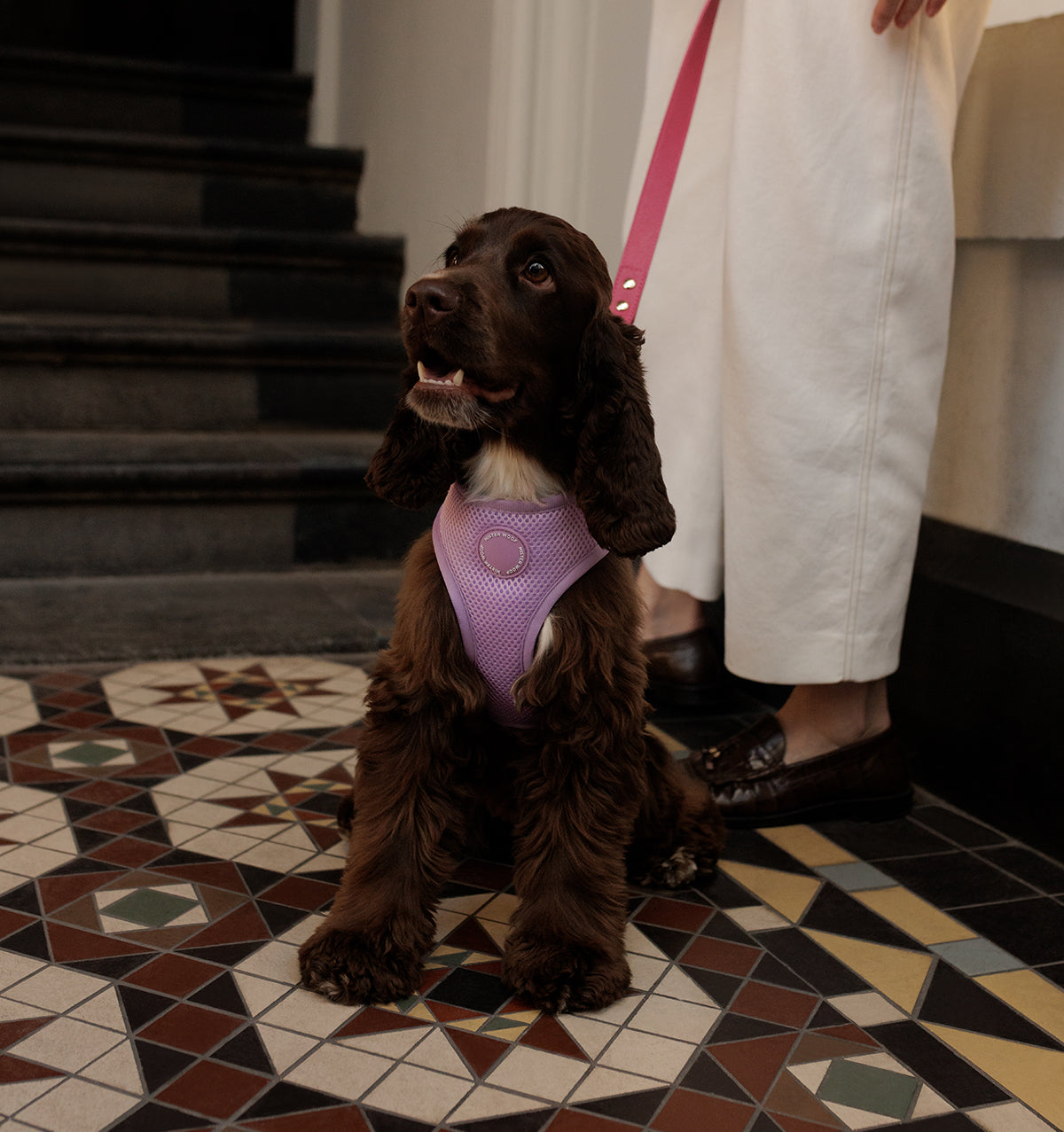 Pale Purple Dog Harness