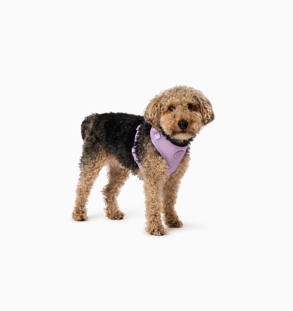 Pale Purple Dog Harness