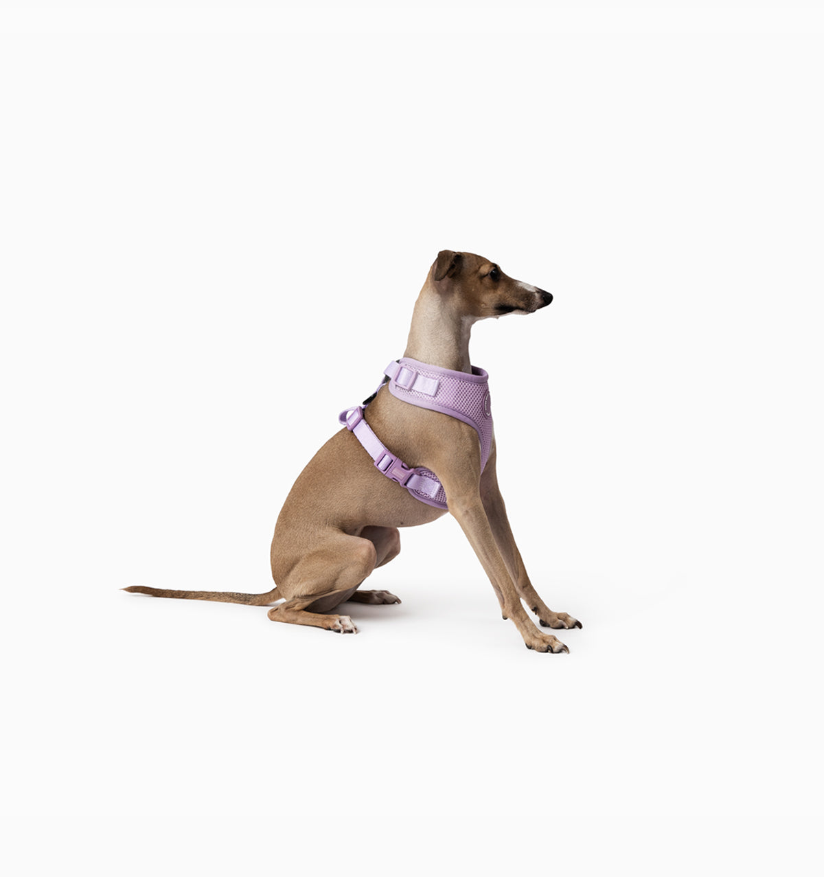 Pale Purple Dog Harness