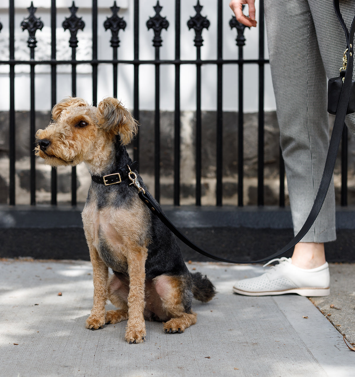 Jet Black Leather Dog Collar