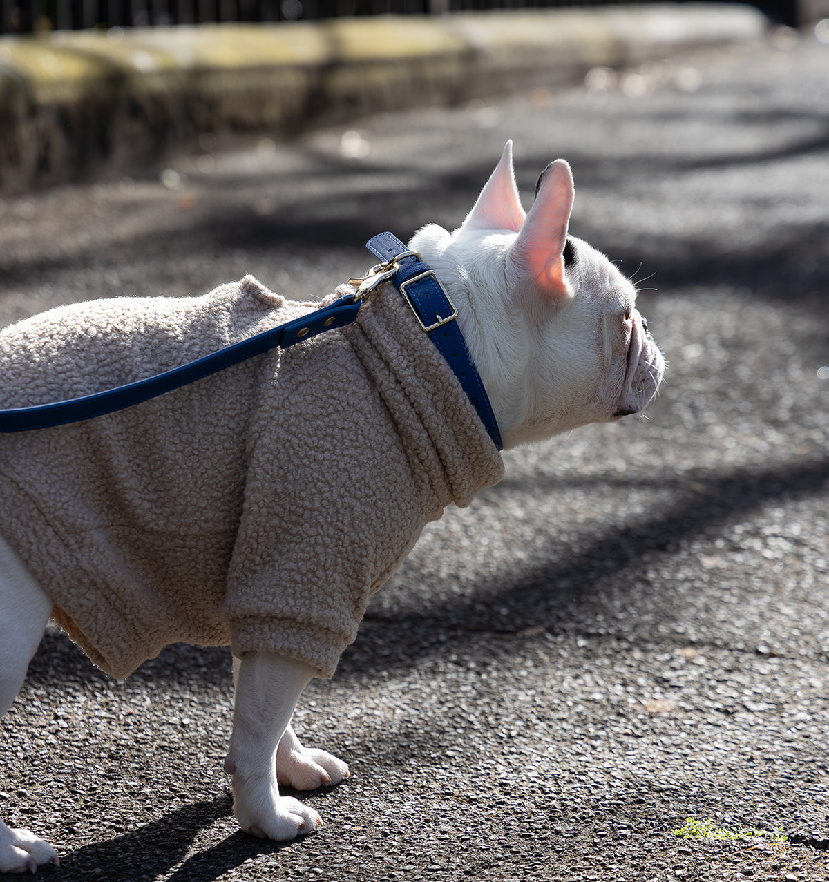 Cobalt Blue Leather Dog Collar