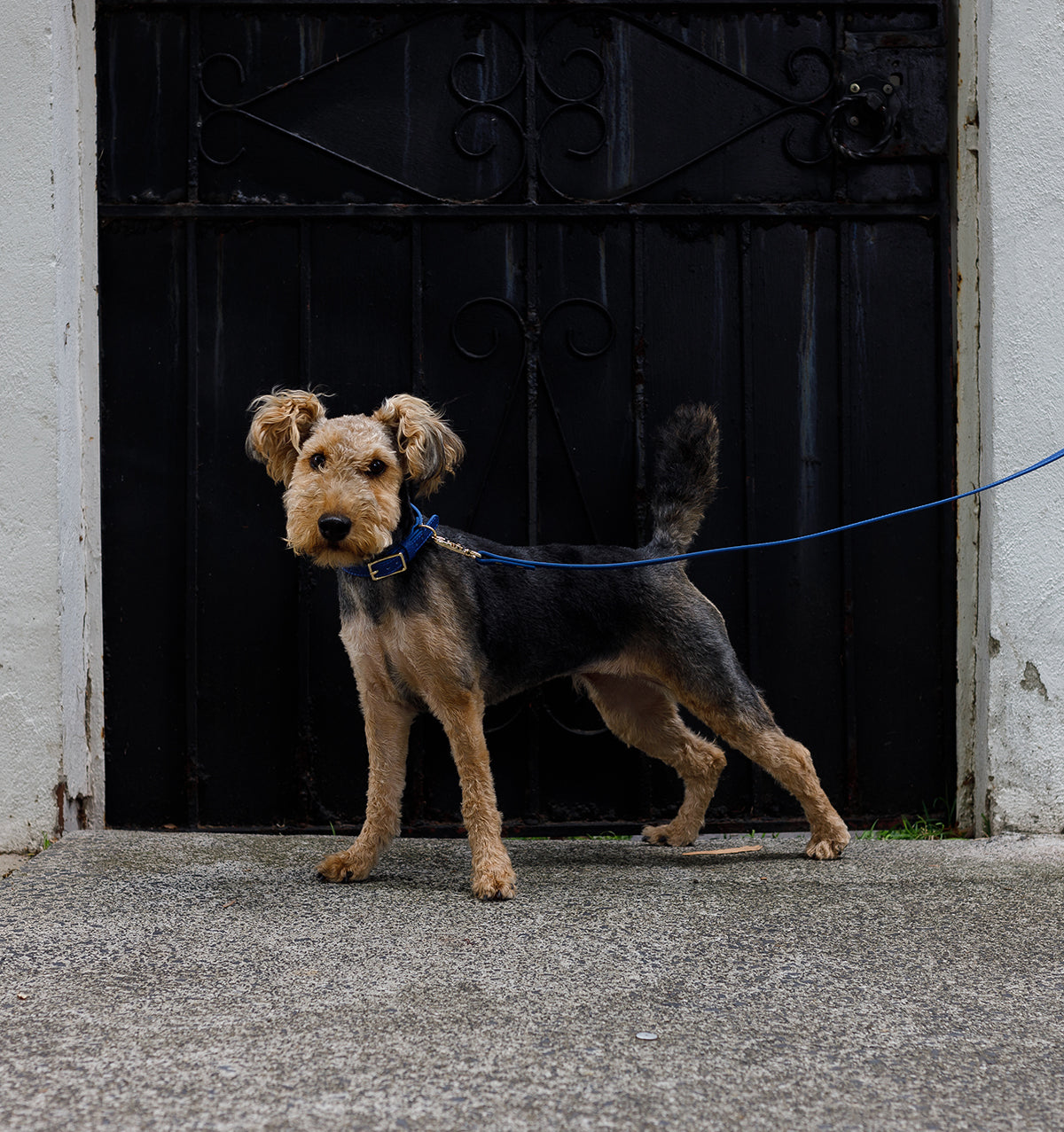 Cobalt Blue Leather Dog Collar