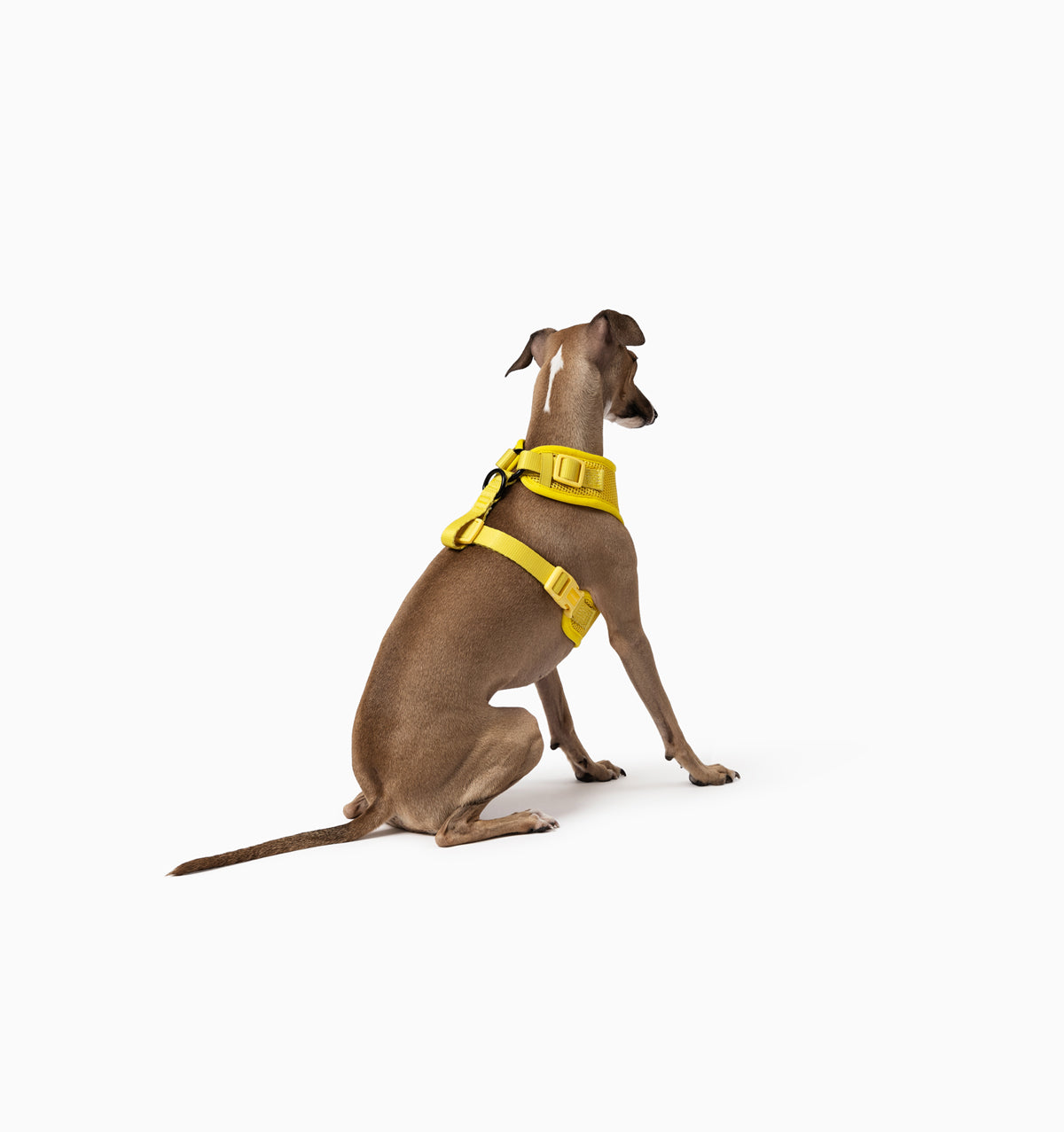 Bright Yellow Dog Harness