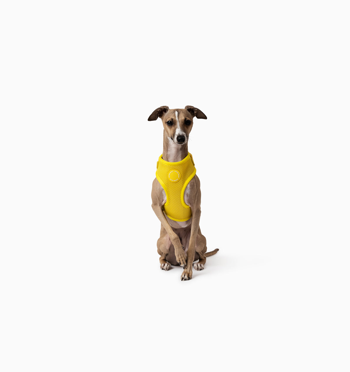Bright Yellow Dog Harness