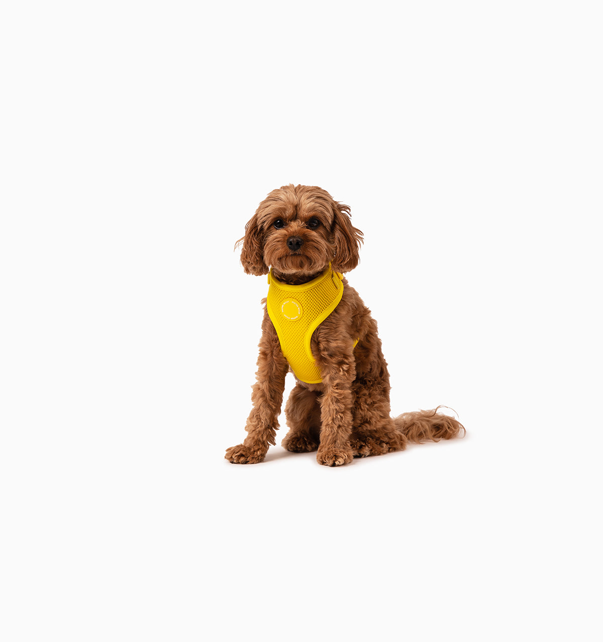 Bright Yellow Dog Harness