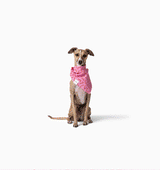Cece Bandana
