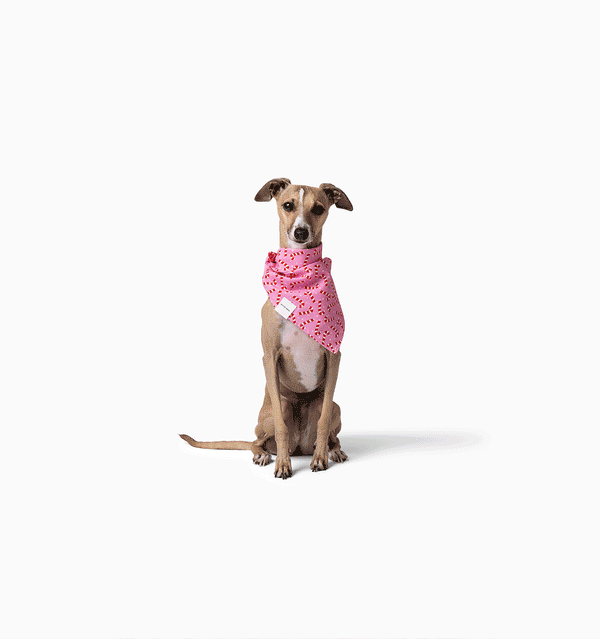 Cece Bandana