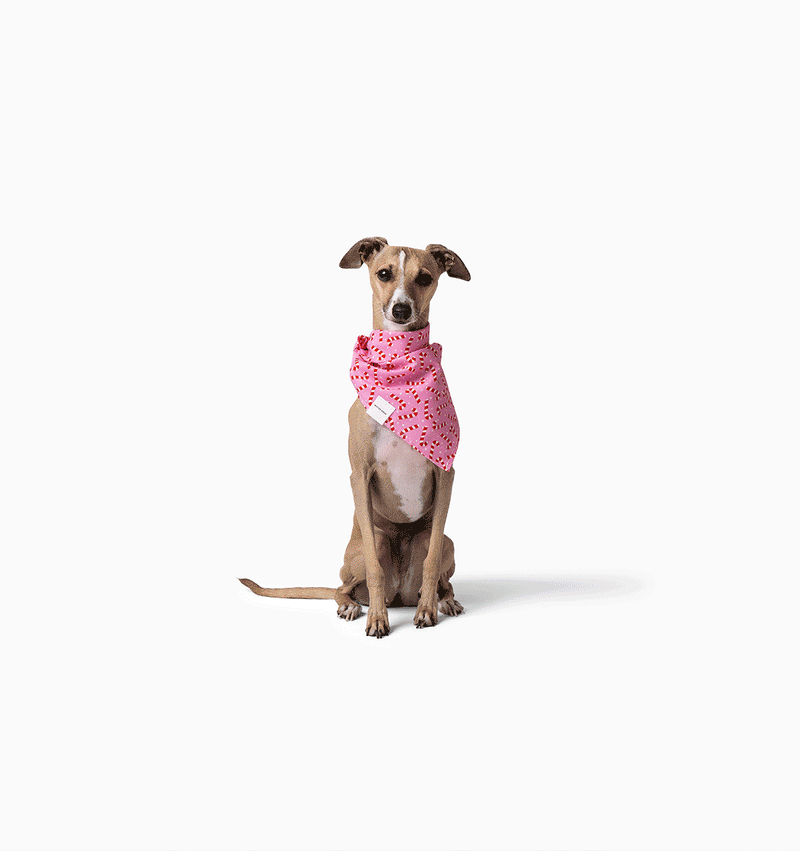 Cece Bandana