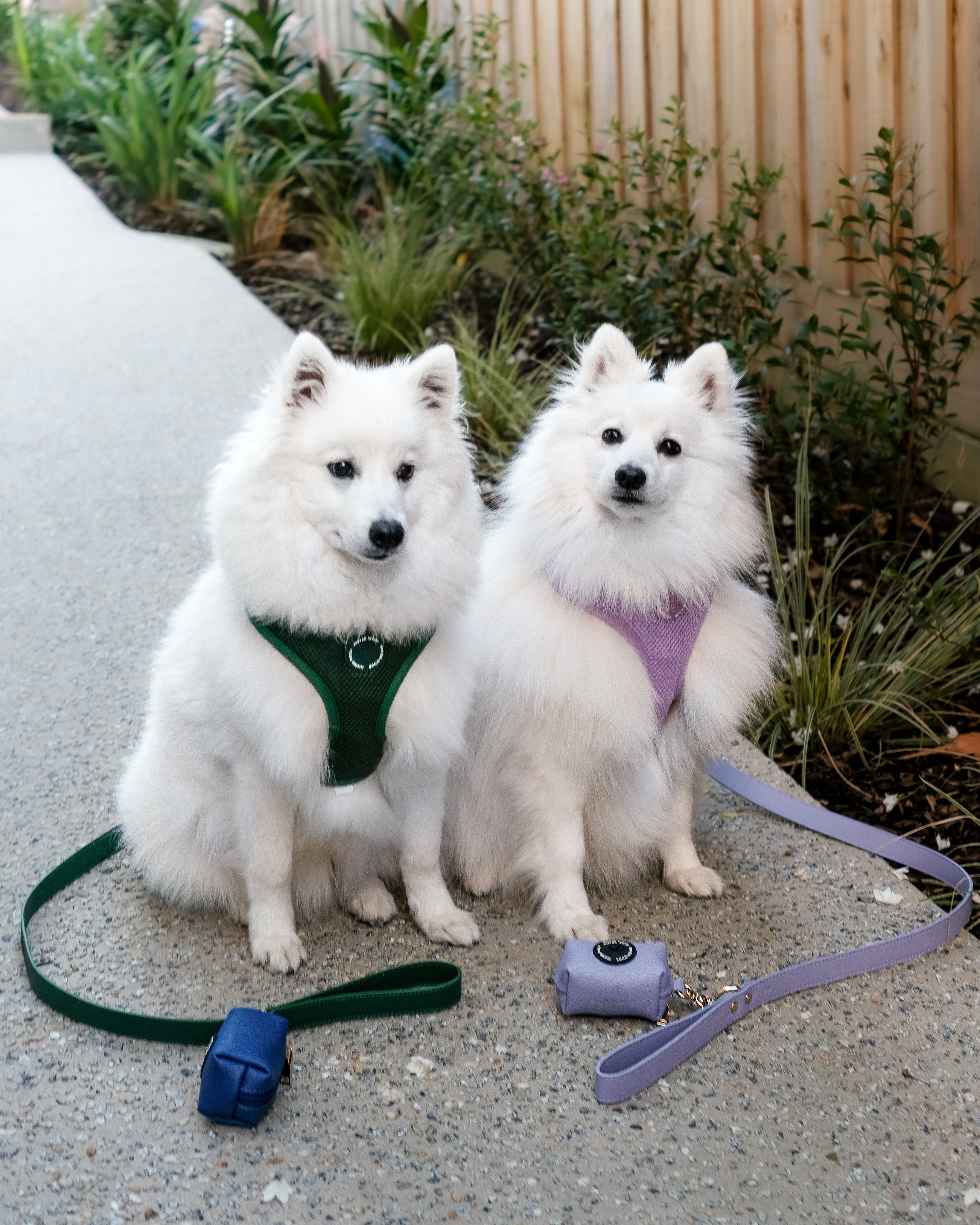 The Harness, Lead & Poop Bag Holder Edit