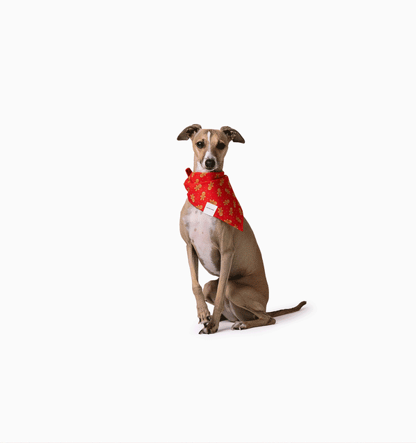 Ginger Bandana