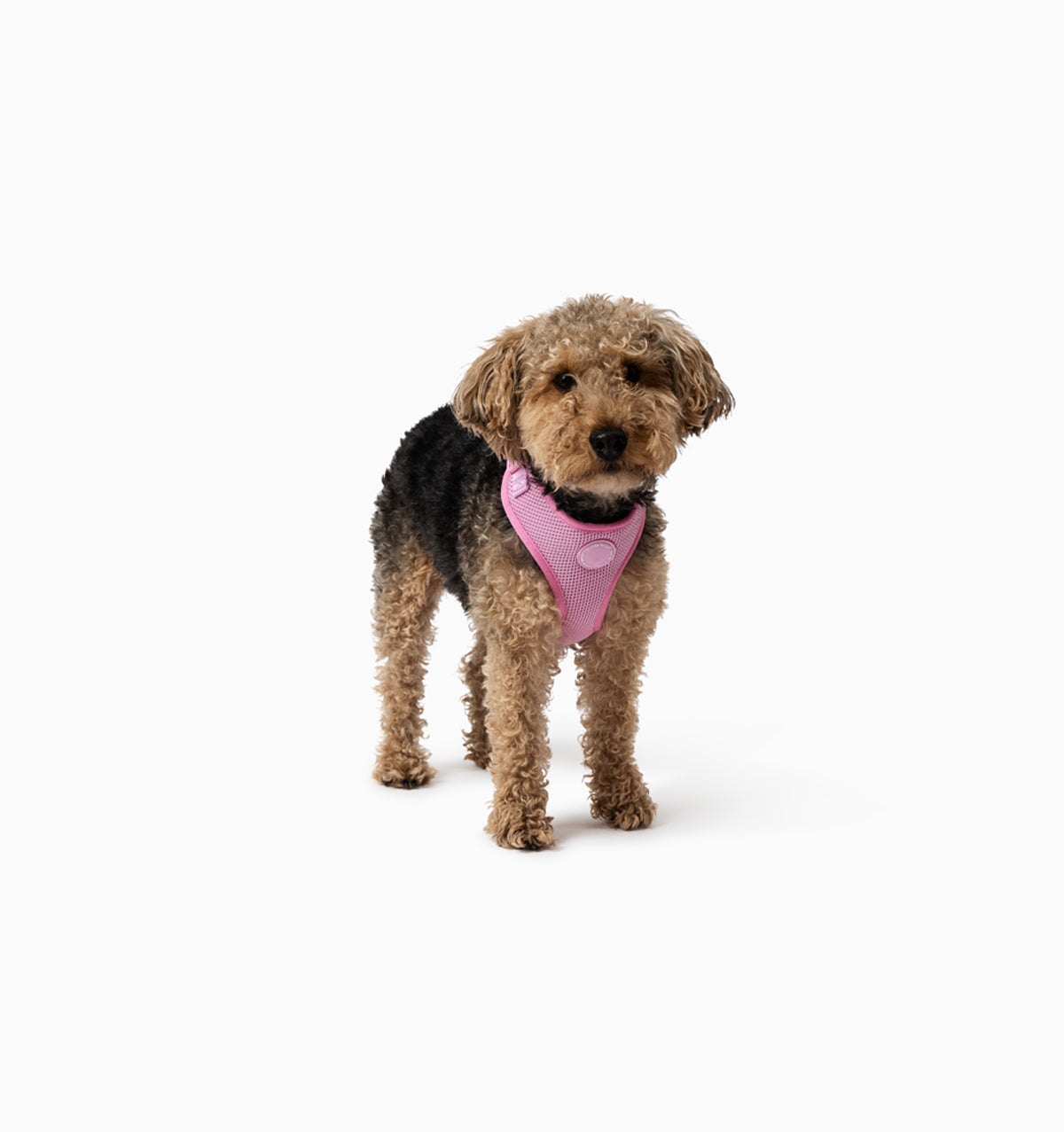 Light Pink Dog Harness