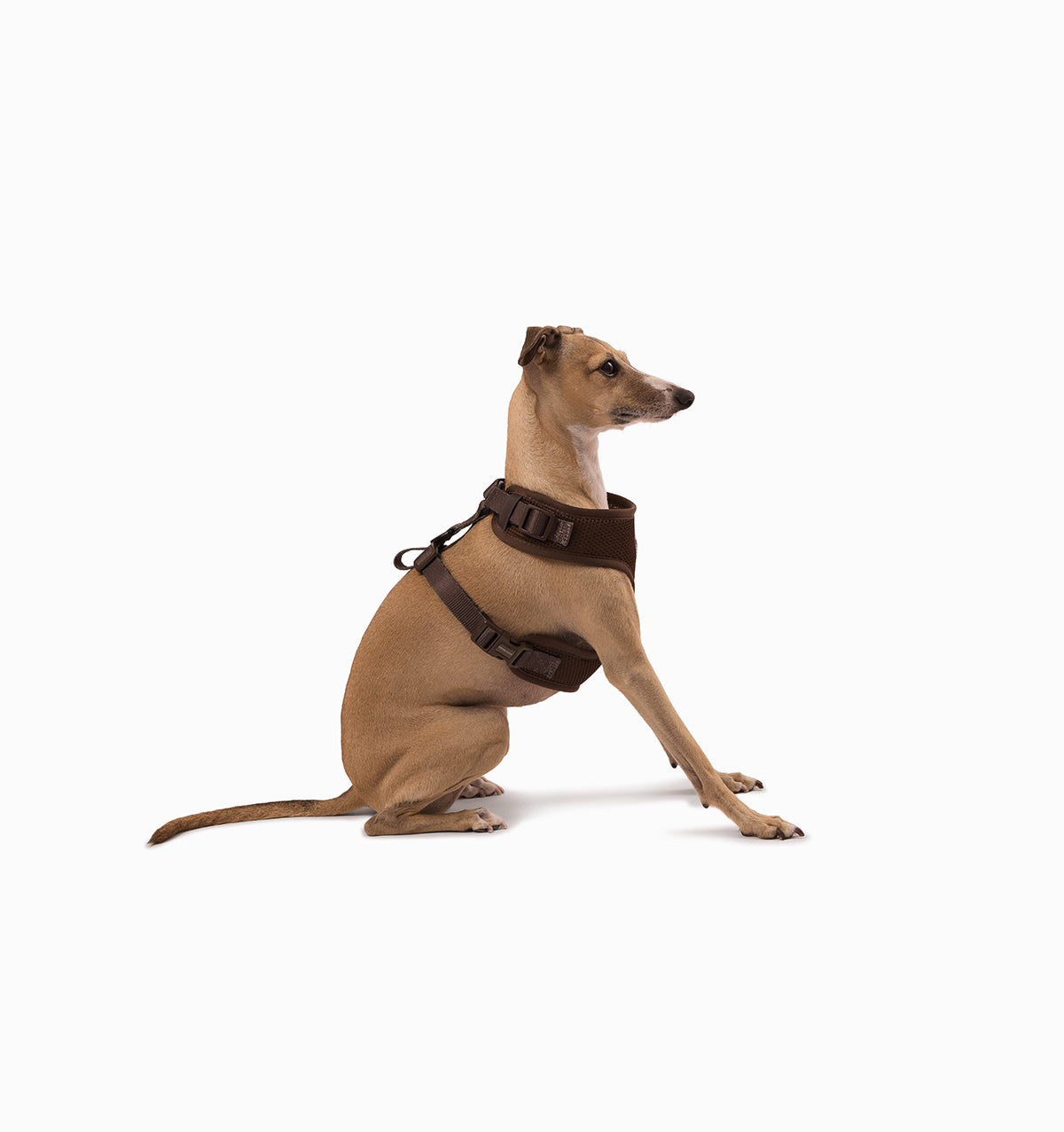 Espresso Dog Harness