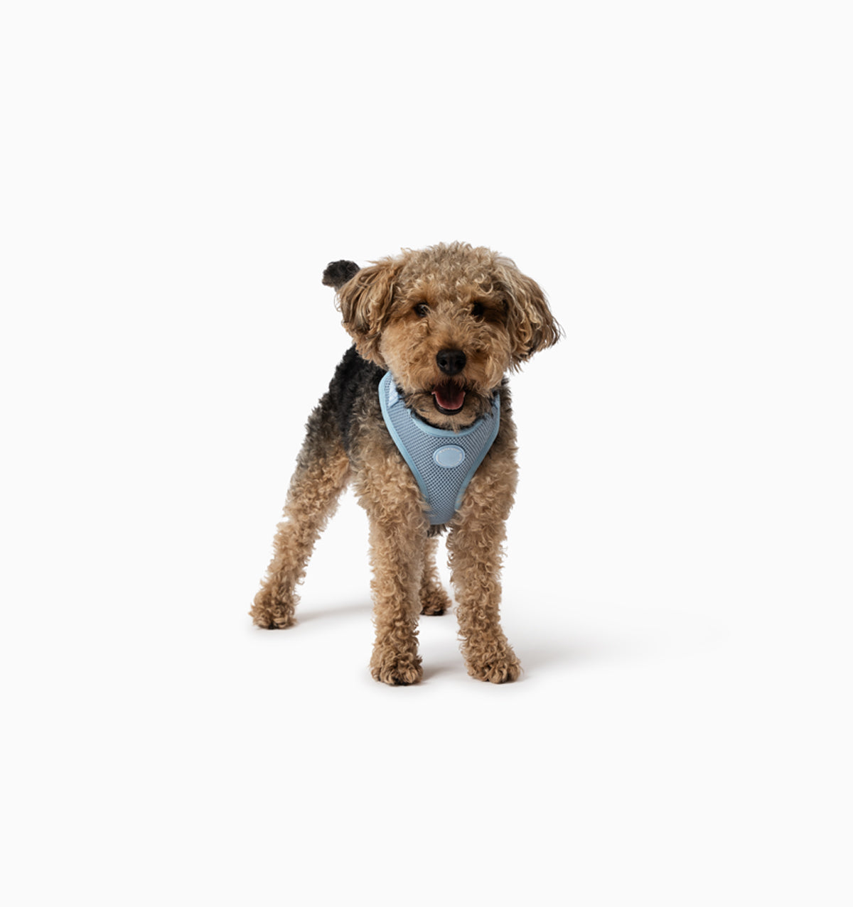 Pale Blue Dog Harness