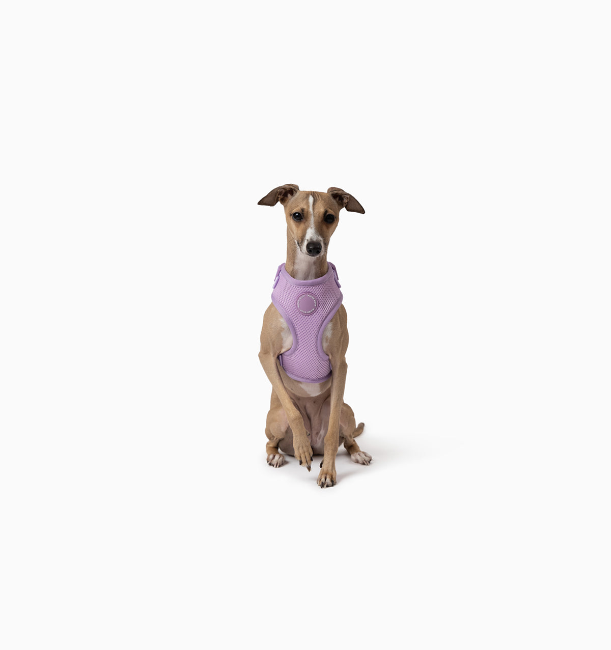 Pale Purple Dog Harness