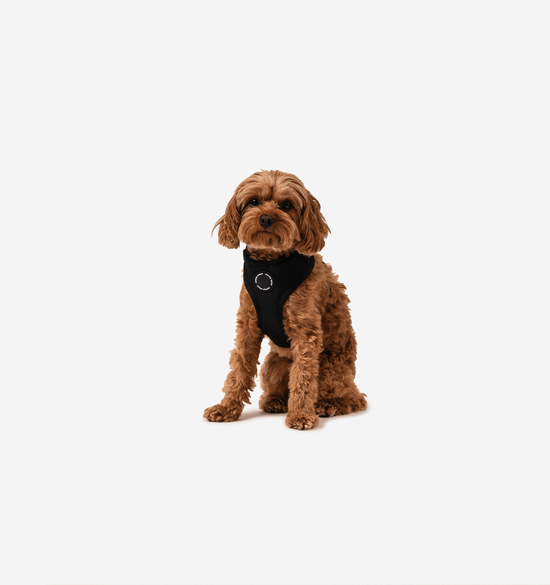 Black Dog Harness