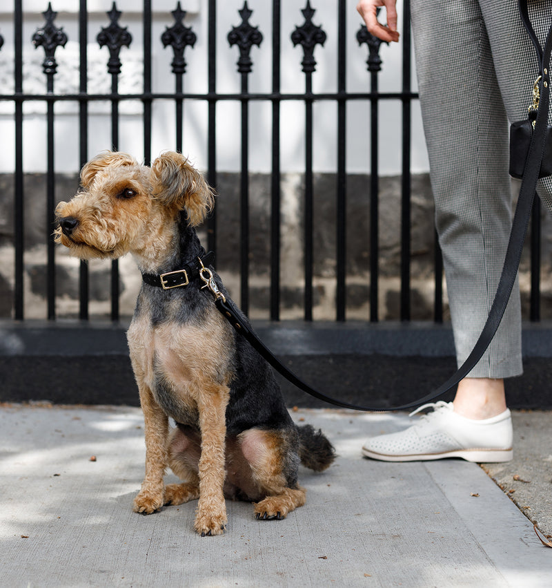 Jet Black Standard Leather Dog Lead