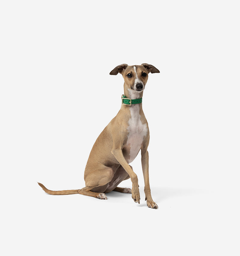 Bright Green Leather Dog Collar