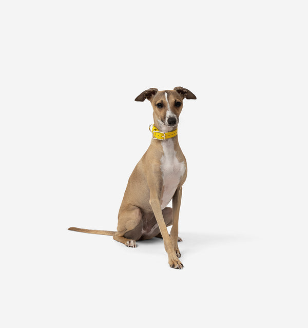Bright Yellow Leather Dog Collar