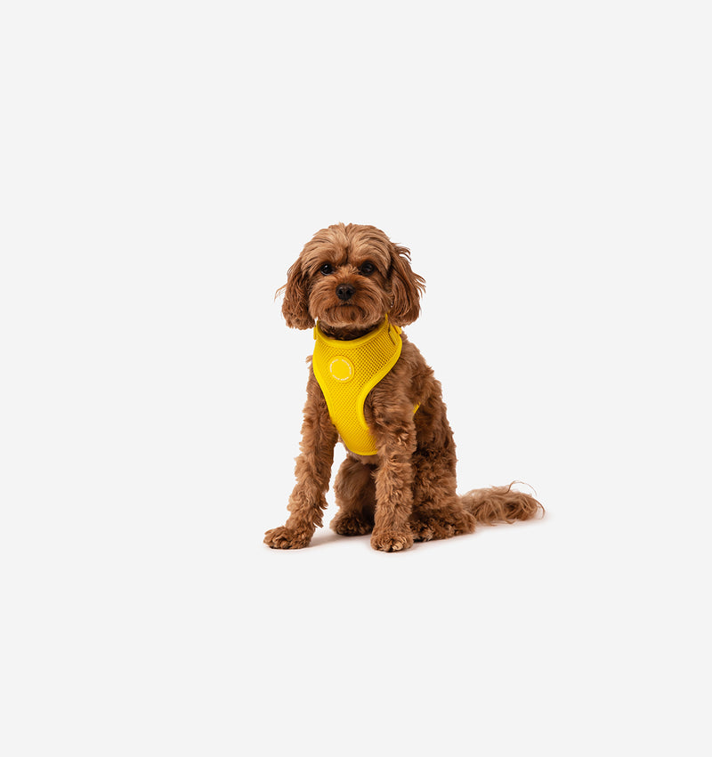 Bright Yellow Dog Harness