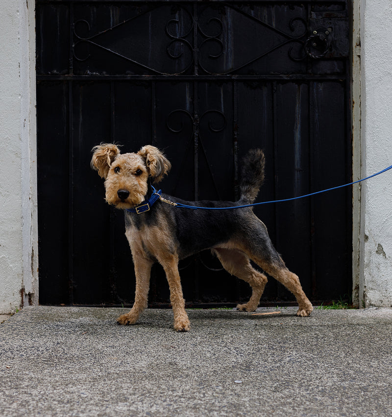 Cobalt Blue Standard Leather Dog Lead