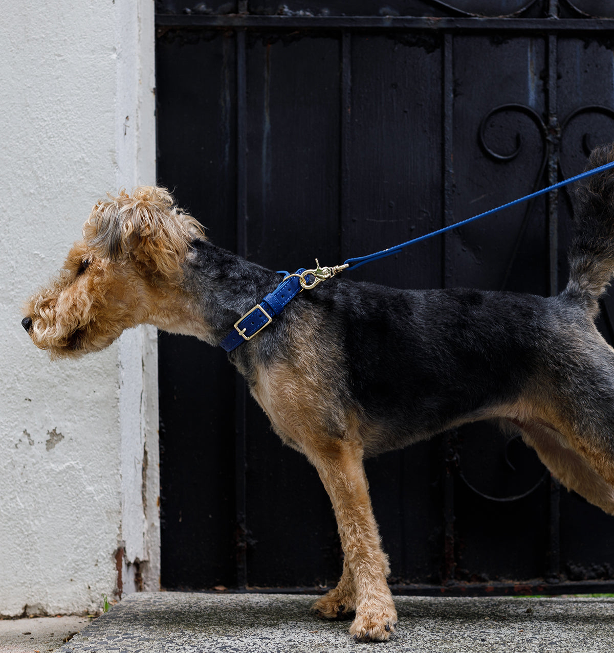 Cobalt Blue Leather Dog Collar