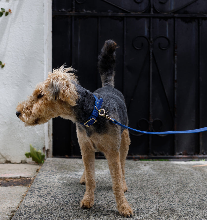 Cobalt Blue Standard Leather Dog Lead