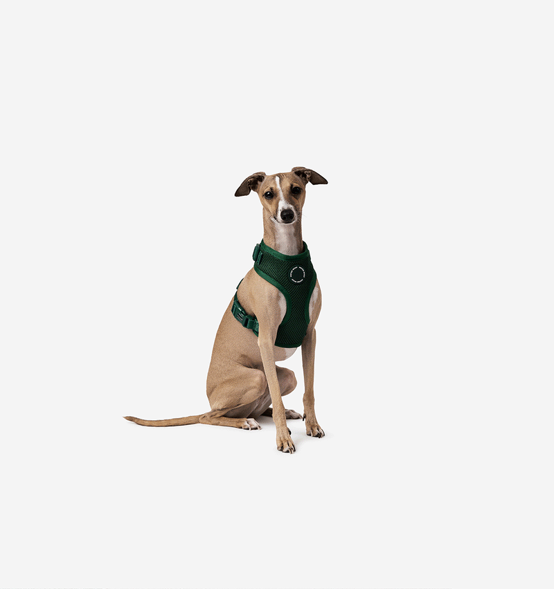 Harness for deep clearance chested dogs