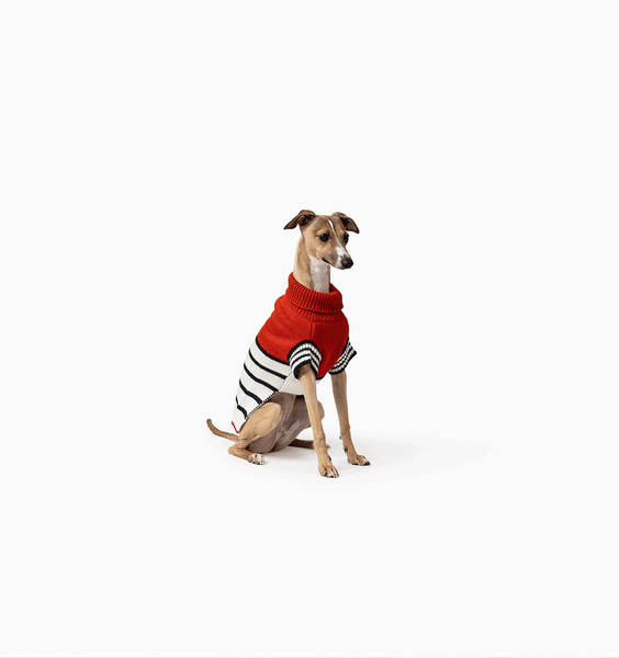 MISTER WOOF Dog Knitwear Dog Sweats Shop Dog Clothing Australia