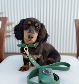 Hunter Green Leather Dog Collar