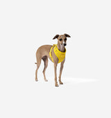 Bright Yellow Dog Harness