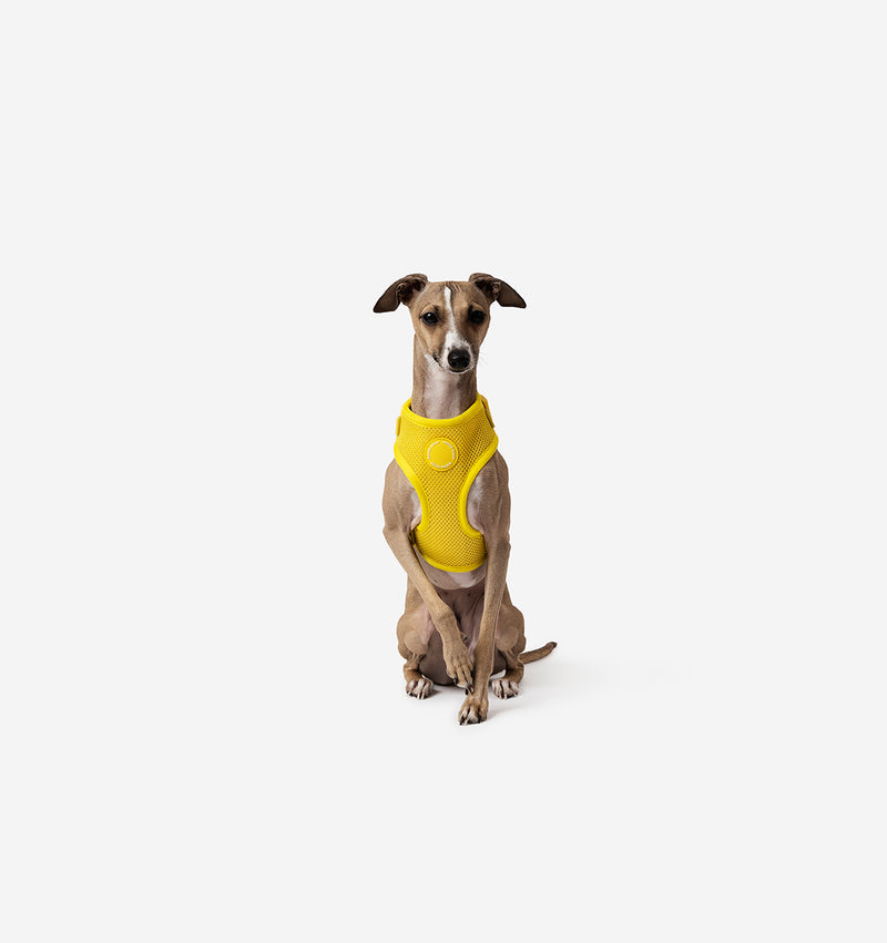 Bright Yellow Dog Harness