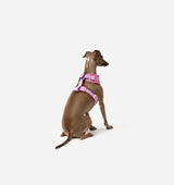 Light Pink Dog Harness