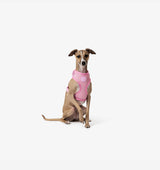 Light Pink Dog Harness