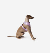 Pale Purple Dog Harness