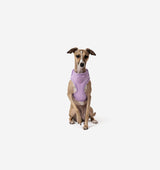 Pale Purple Dog Harness