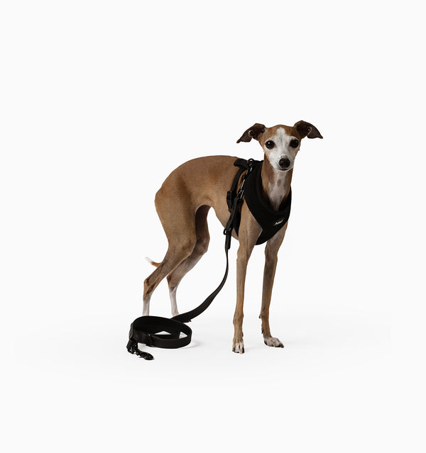 Multi Lead