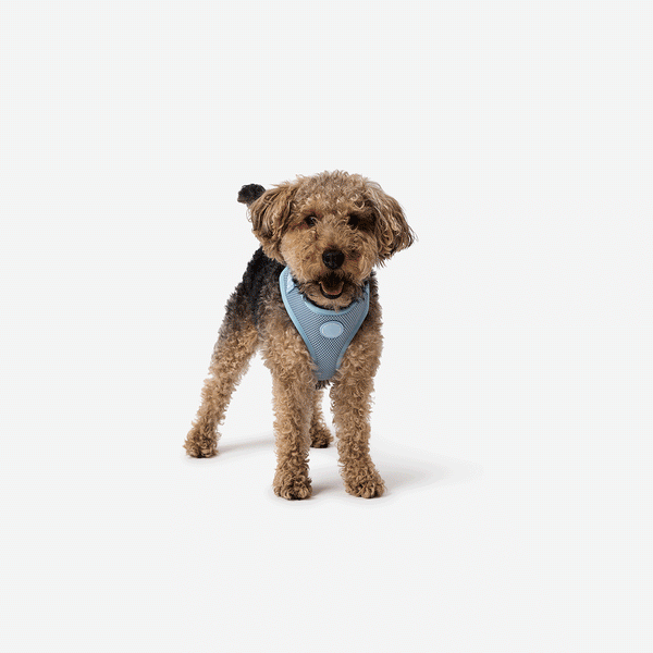 Good2go dog harness sizing hotsell