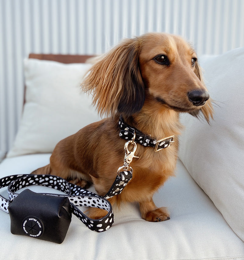 Polka Dot Leather Dog Collar